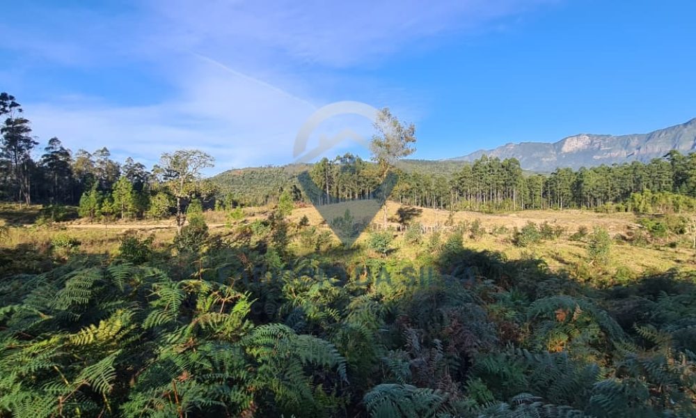 WhatsApp Image 2026-02-04 at 10.50.47