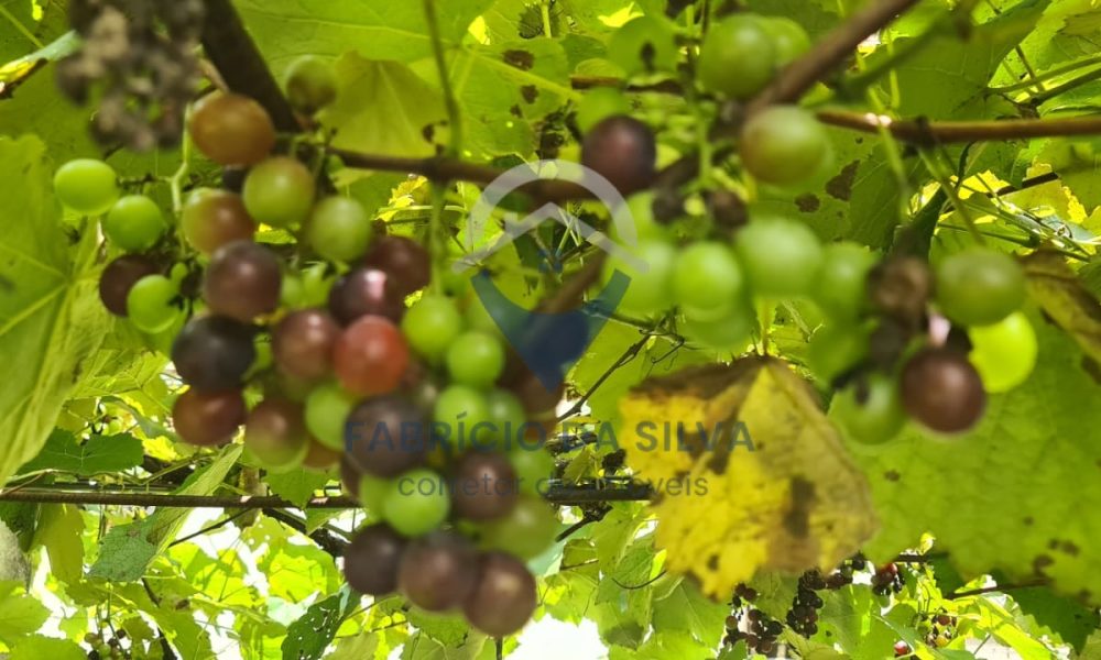 WhatsApp Image 2026-02-05 at 17.23.37